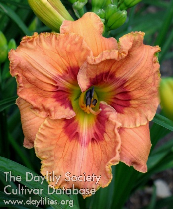Daylily Inner Flame